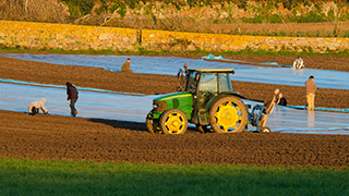 Farm workers out in the fields.