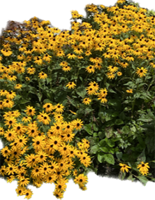 Flowers from the community gardens that were planted.