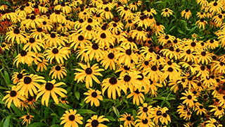 A garden of sunflowers.